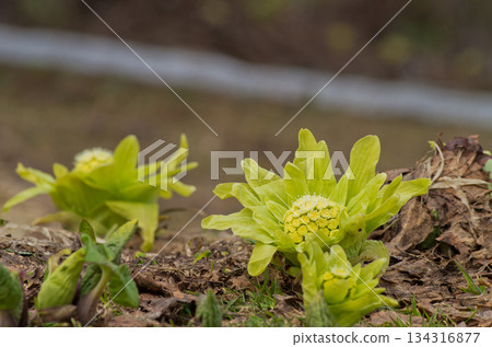 Butterbur shoots blooming in the countryside in early spring Butterbur shoots blooming in the countryside in early spring 134316877