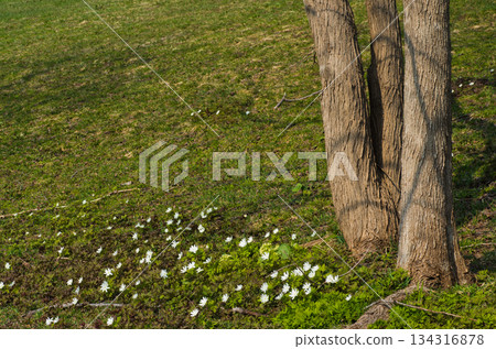 A colony of Anemone nigra blooming horizontally on a tree A colony of Anemone nigra blooming horizontally on a tree 134316878