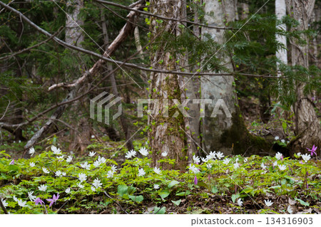 森林裡的銀蓮花與犬齒紫羅蘭 134316903