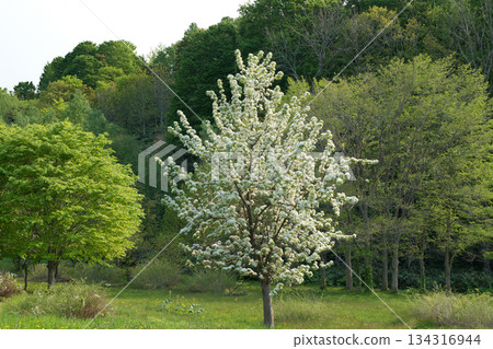 Scenery of Miyamazakura Park with white cherry blossoms in bloom Scenery of Miyamazakura Park with white cherry blossoms in bloom 134316944