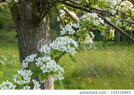 Scenery of Miyamazakura Park with white cherry blossoms in bloom 134316945
