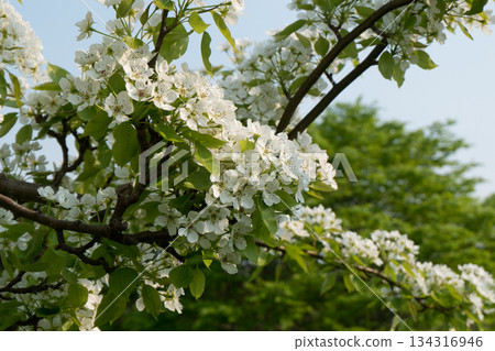 Scenery of Miyamazakura Park with white cherry blossoms in bloom Scenery of Miyamazakura Park with white cherry blossoms in bloom 134316946