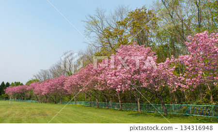 公園裡的櫻花樹盛開了。 134316948