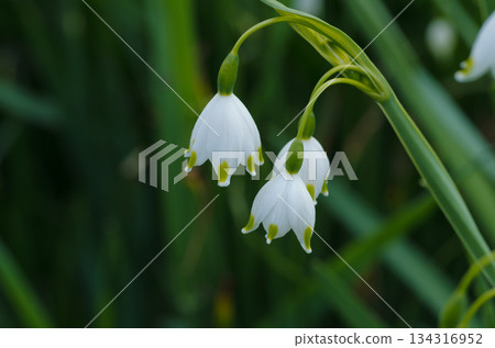 Snowflake flowers bathed in spring sunlight Snowflake flowers bathed in spring sunlight 134316952