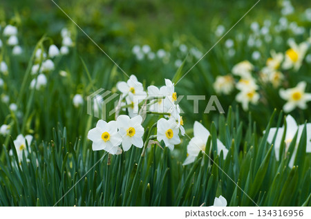 開花在春天公園的水仙白花 開花在春天公園的水仙白花 134316956