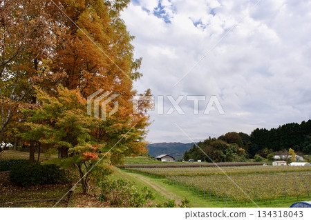 深秋高原 - 秋葉景色（葡萄園） 134318043