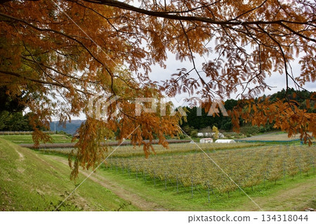 Late autumn plateau - Autumn foliage scenery (vineyard) 134318044