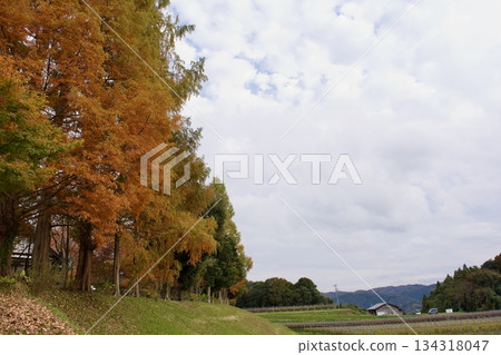 深秋高原 - 秋葉景色(葡萄園) 深秋高原 - 秋葉景色(葡萄園) 134318047