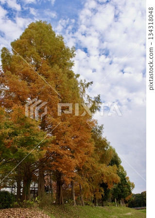 深秋高原 - 秋葉景色（葡萄園） 134318048