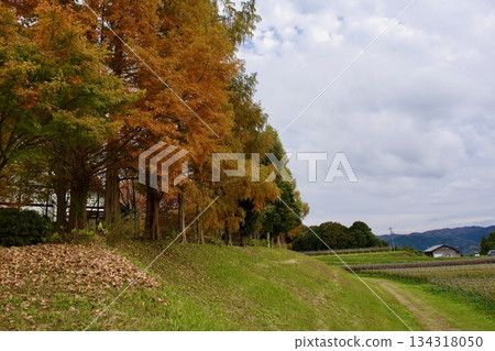 深秋高原 - 秋葉景色(葡萄園) 深秋高原 - 秋葉景色(葡萄園) 134318050