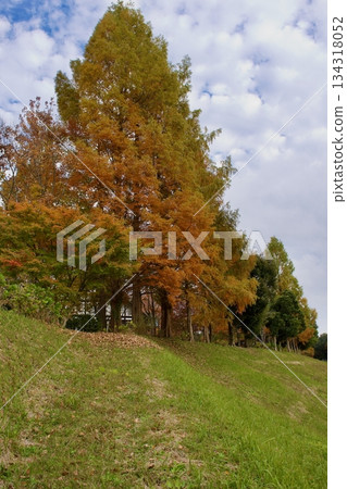 Late autumn plateau - Autumn foliage scenery (vineyard) Late autumn plateau - Autumn foliage scenery (vineyard) 134318052