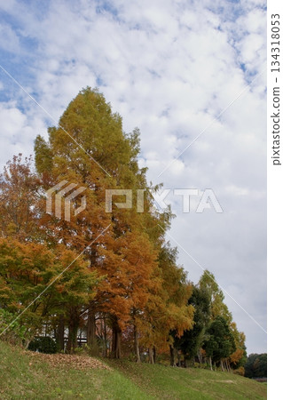 Late autumn plateau - Autumn foliage scenery (vineyard) Late autumn plateau - Autumn foliage scenery (vineyard) 134318053