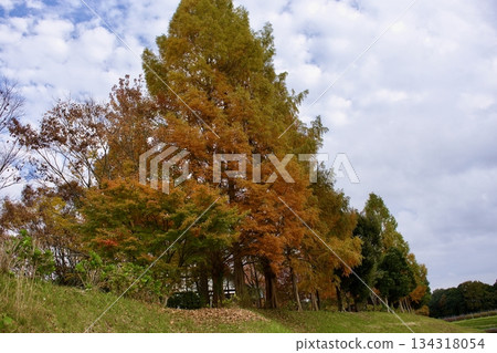 深秋高原 - 秋葉景色(葡萄園) 深秋高原 - 秋葉景色(葡萄園) 134318054