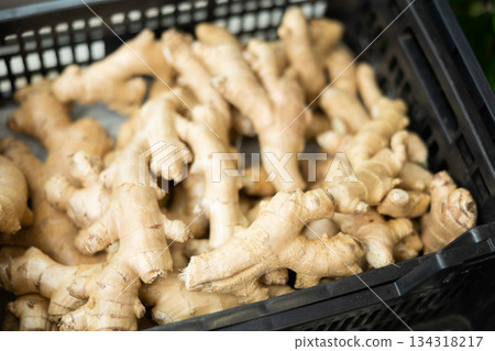 Ginger in shop window 134318217