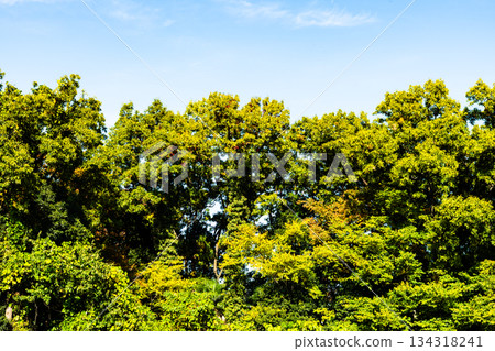 Lush green forest trees and blue sky b-2 high contrast Lush green forest trees and blue sky b-2 high contrast 134318241