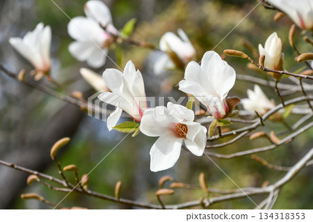 小節玉蘭 小節玉蘭 134318353