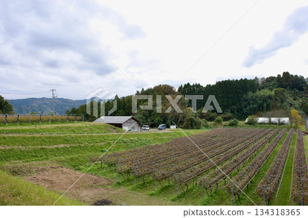 高原上深秋時節的葡萄園景色 134318365