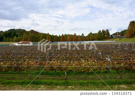 高原上深秋時節的葡萄園景色 134318371
