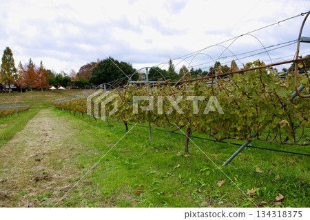 高原上深秋時節的葡萄園景色 134318375