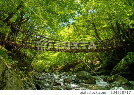 奧谷和浦橋的鬱鬱蔥蔥綠意和清澈溪流 134318717