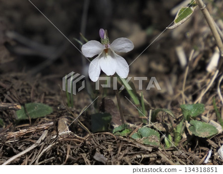 White-flowered virgin violet with purple spurs 134318851