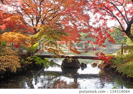 六義園-渡月橋的秋葉 六義園-渡月橋的秋葉 134319084