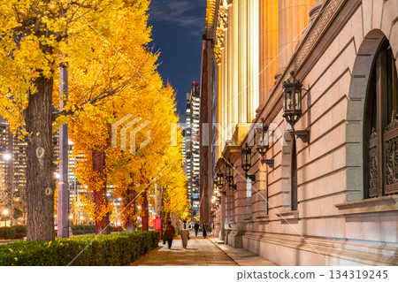 Tokyo: Night view of the rows of ginkgo trees in the yellow leaves of Marunouchi Tokyo: Night view of the rows of ginkgo trees in the yellow leaves of Marunouchi 134319245