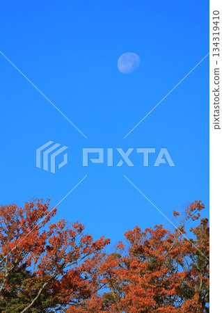 Maple leaves which turned red leaves 134319410