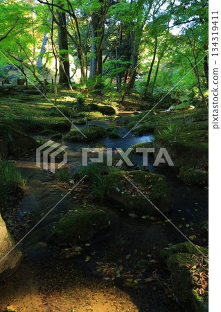 楓葉離開了紅葉 134319411