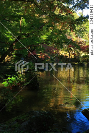 Maple leaves which turned red leaves 134319415