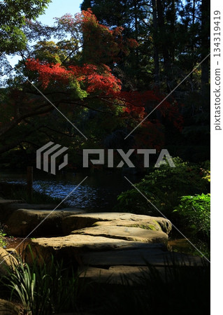 楓葉離開了紅葉 134319419