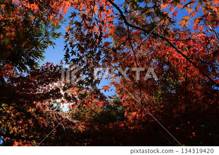 楓葉離開了紅葉 134319420