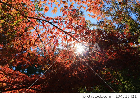 楓葉離開了紅葉 134319421