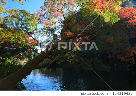 楓葉離開了紅葉 楓葉離開了紅葉 134319422