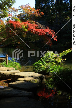 楓葉離開了紅葉 134319423