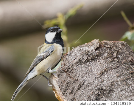 Tits that stop on trees Tits that stop on trees 134319559