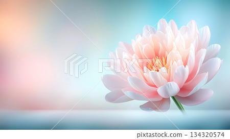 Delicate Pink Water Lily Blooming Against Soft Blue and Peach Backgrounds 134320574