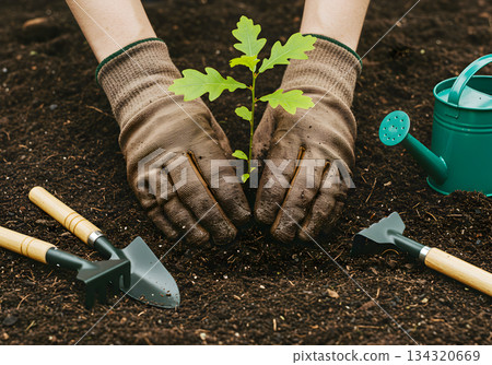 Planting a Young Tree Seedling in Soil 134320669