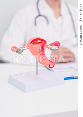 Woman patient consulting doctor with anatomy Uterus and Ovaries. Ovarian and Cervical cancer, Cervix disorder, Endometriosis, Hysterectomy, Uterine fibroids, Reproductive system and Pregnancy concept Woman patient consulting doctor with anatomy Uterus and Ovaries. Ovarian and Cervical cancer, Cervix disorder, Endometriosis, Hysterectomy, Uterine fibroids, Reproductive system and Pregnancy concept 134321027