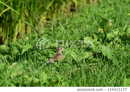 Luster of grass Luster of grass 134321177
