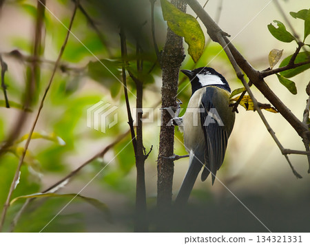 Tits that stop on branches 134321331