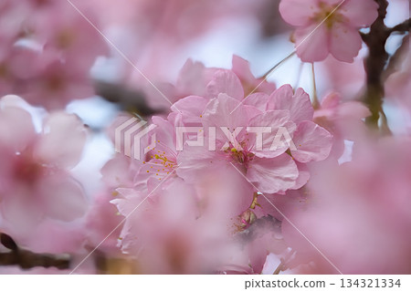 Kawazu cherry blossoms to announce the arrival of spring Kawazu cherry blossoms to announce the arrival of spring 134321334