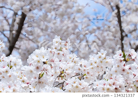 Cherry blossoms in full bloom 134321337
