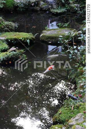 Carp in the pond at Ohara Hosen-in Temple Carp in the pond at Ohara Hosen-in Temple 134321770