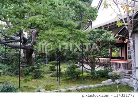 京都大原寶泉院的五針松樹 134321772