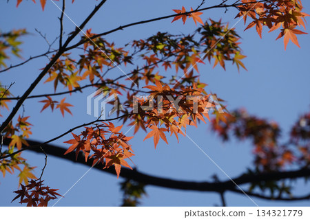 京都大原的紅楓葉 京都大原的紅楓葉 134321779