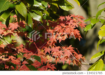 京都大原的紅楓葉 134321785