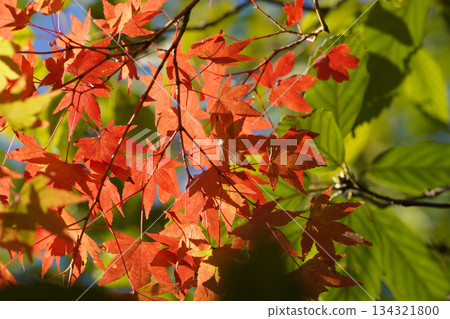 京都大原的紅楓葉 京都大原的紅楓葉 134321800