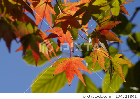 京都大原的紅楓葉 134321801