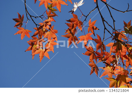 京都大原的紅楓葉 134321804